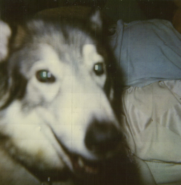 timber2.jpg
